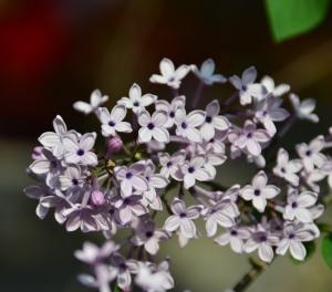 丁香花2