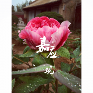 嘉应观的牡丹花1