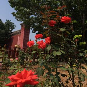 月季花