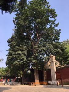 Catalpa tree